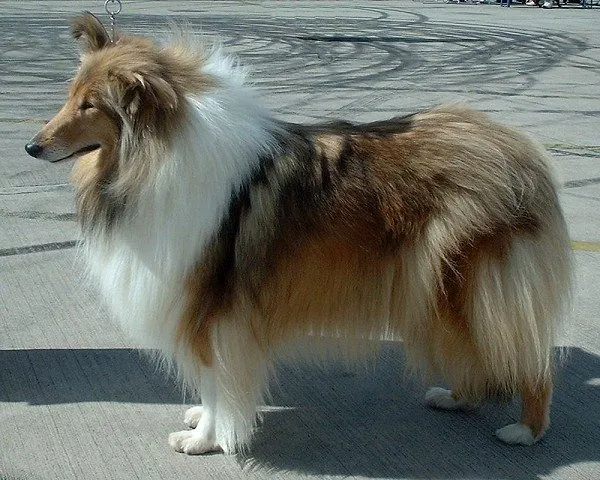 Foto de Collie