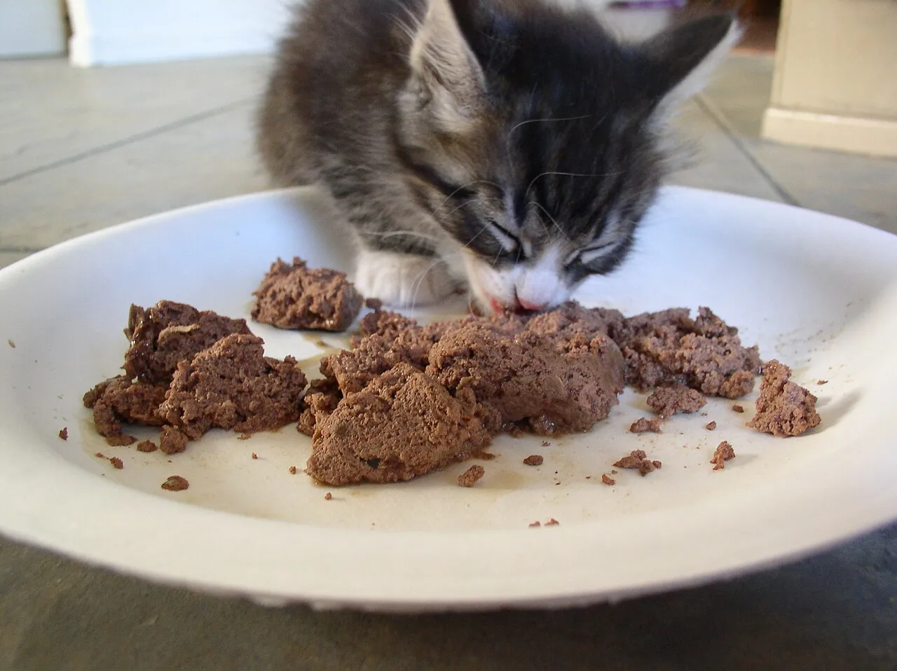 Gatito gris y blanco comiendo alimento húmedo de un plato blanco