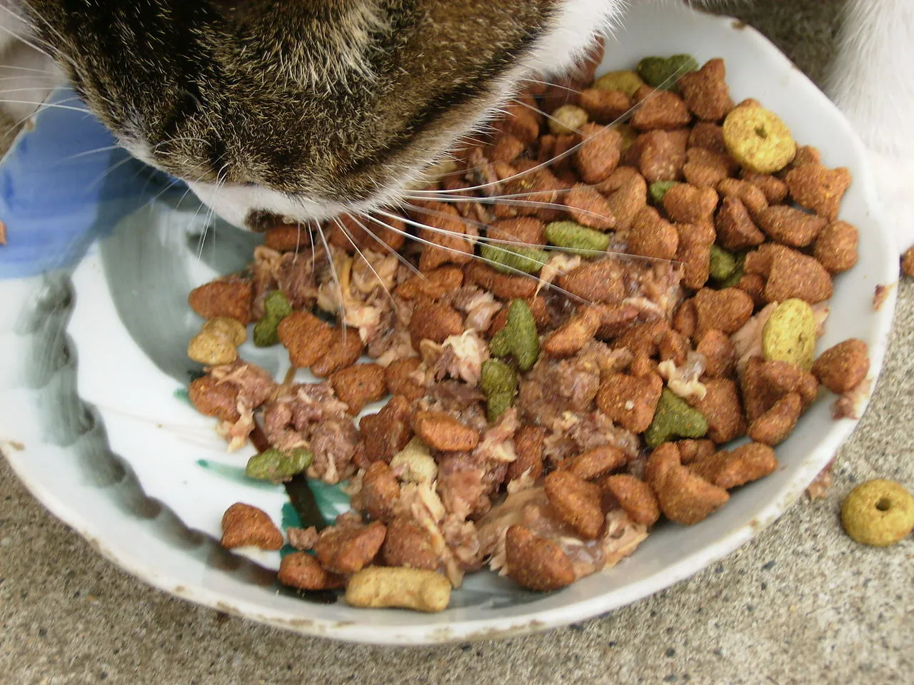 Comida húmeda o seca para gatos: ¿cuál es mejor?