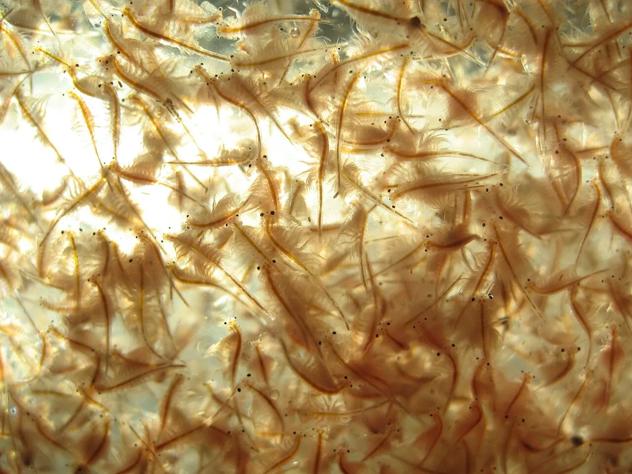 Comida viva y congelada para peces: artemia, dafnia y más
