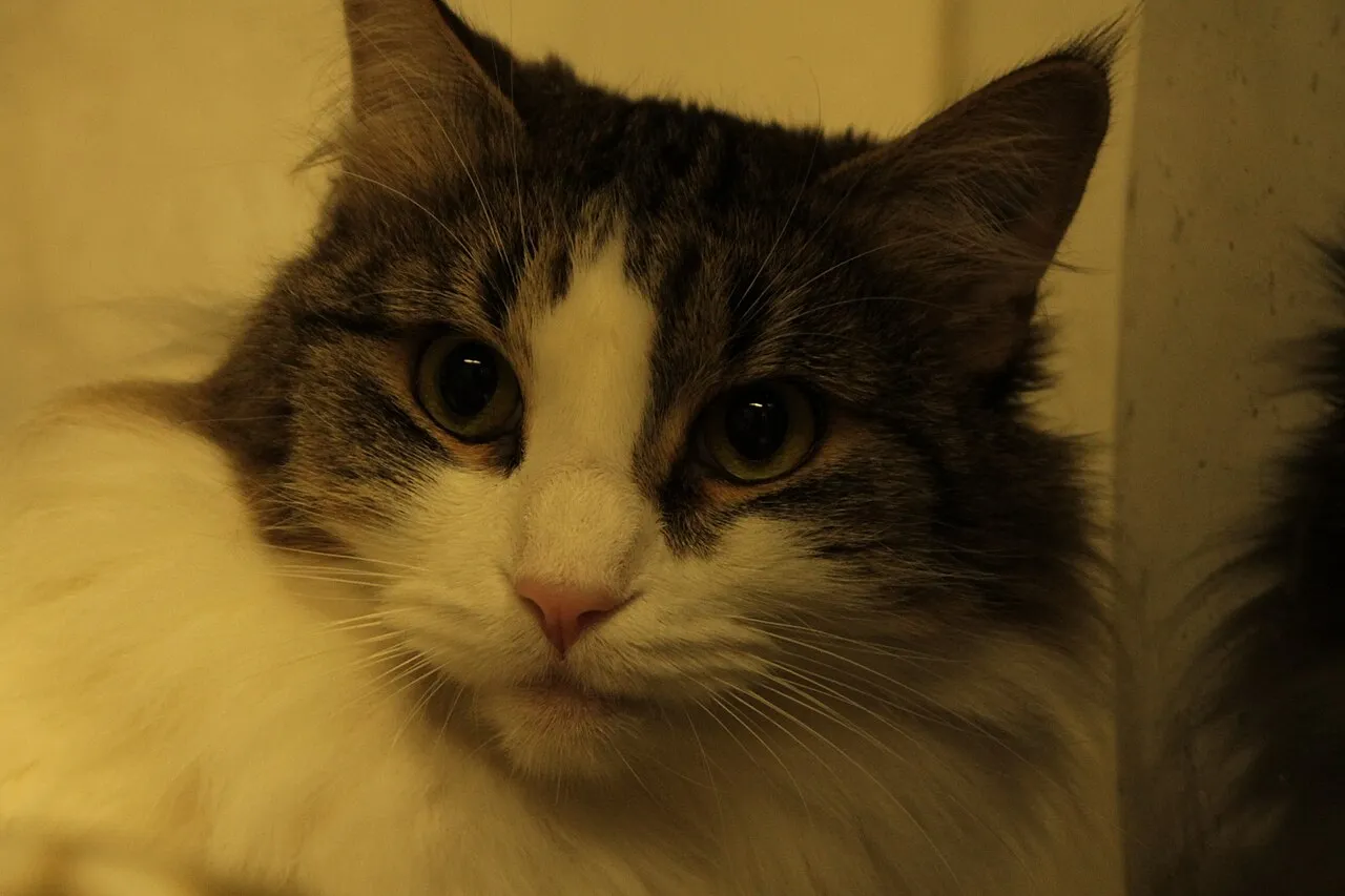 Gato de pelo largo atigrado y blanco esperando adopción en un refugio felino