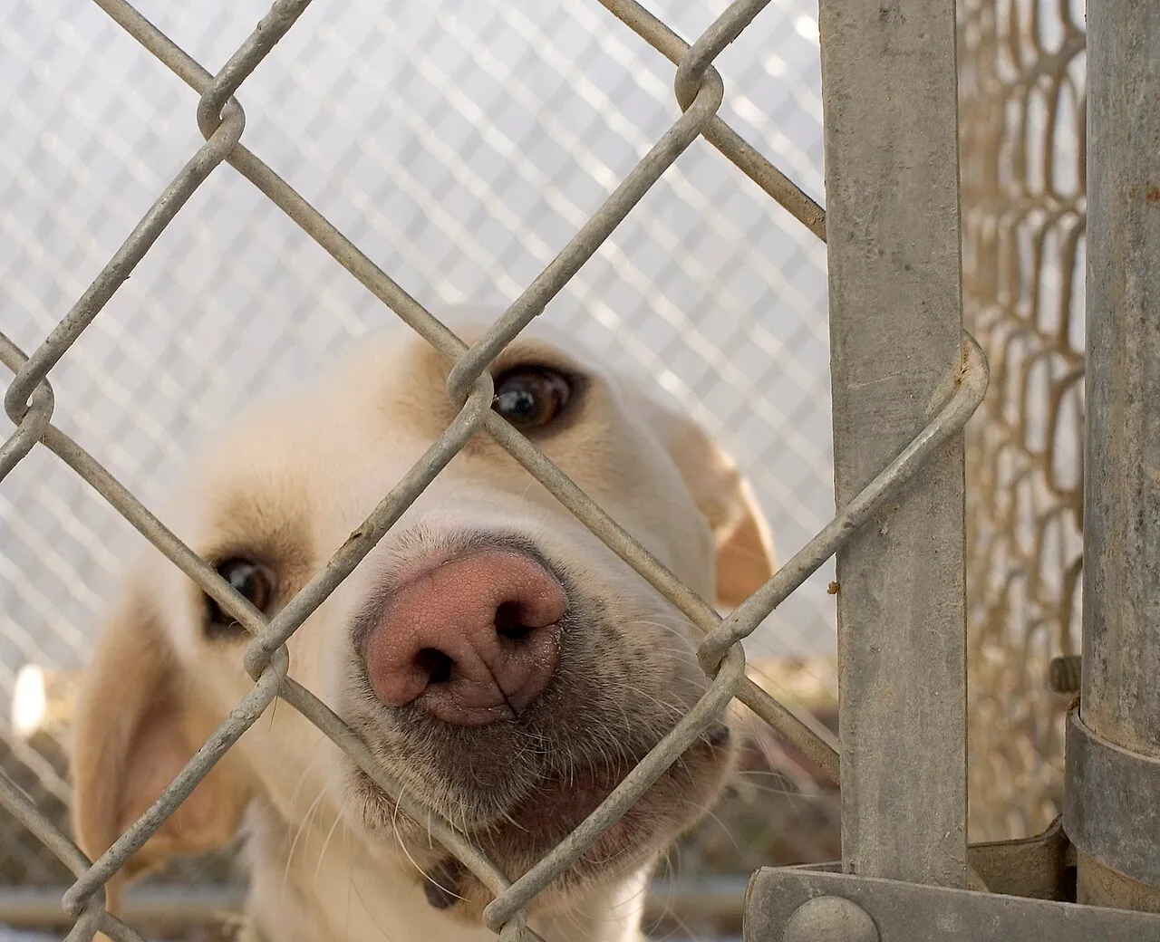 Cómo adoptar un perro en México: proceso, requisitos y costos
