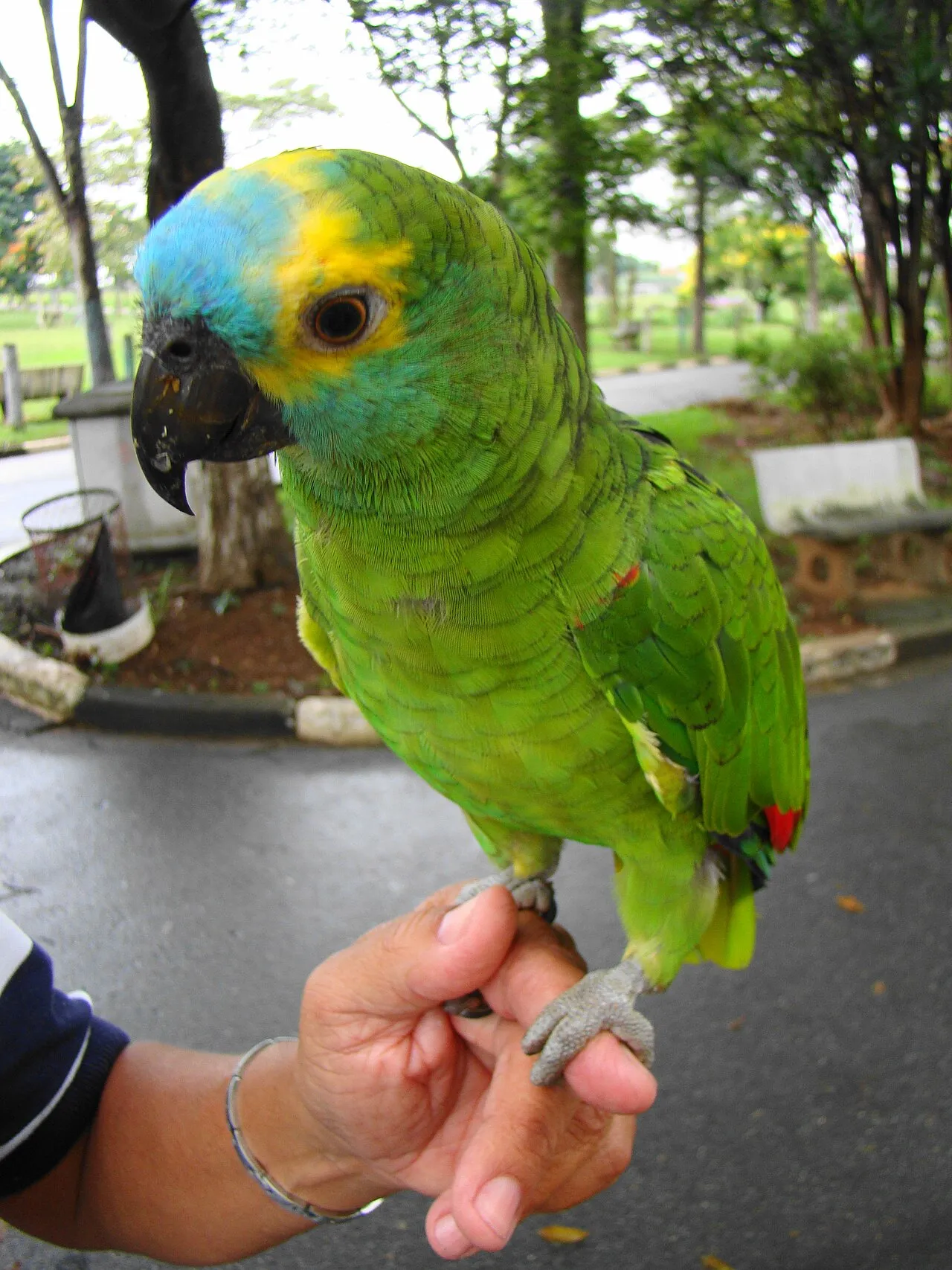 Perico amazona verde de frente azul posado sobre la mano de una persona