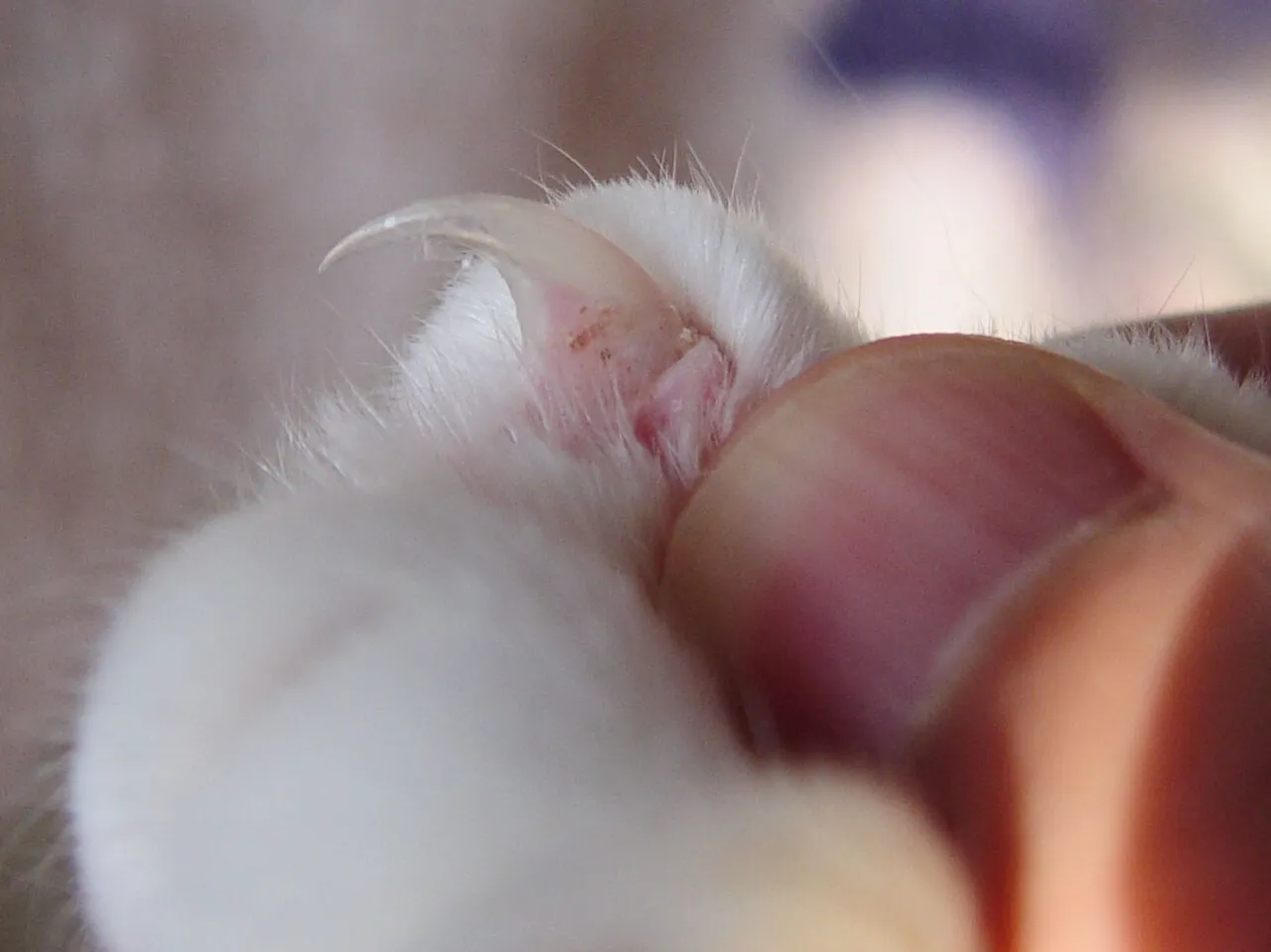 Cómo cortar las uñas a tu gato paso a paso