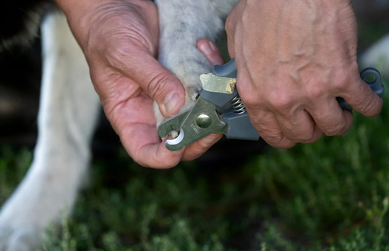 Cómo cortar las uñas de tu perro sin lastimarlo (paso a paso)