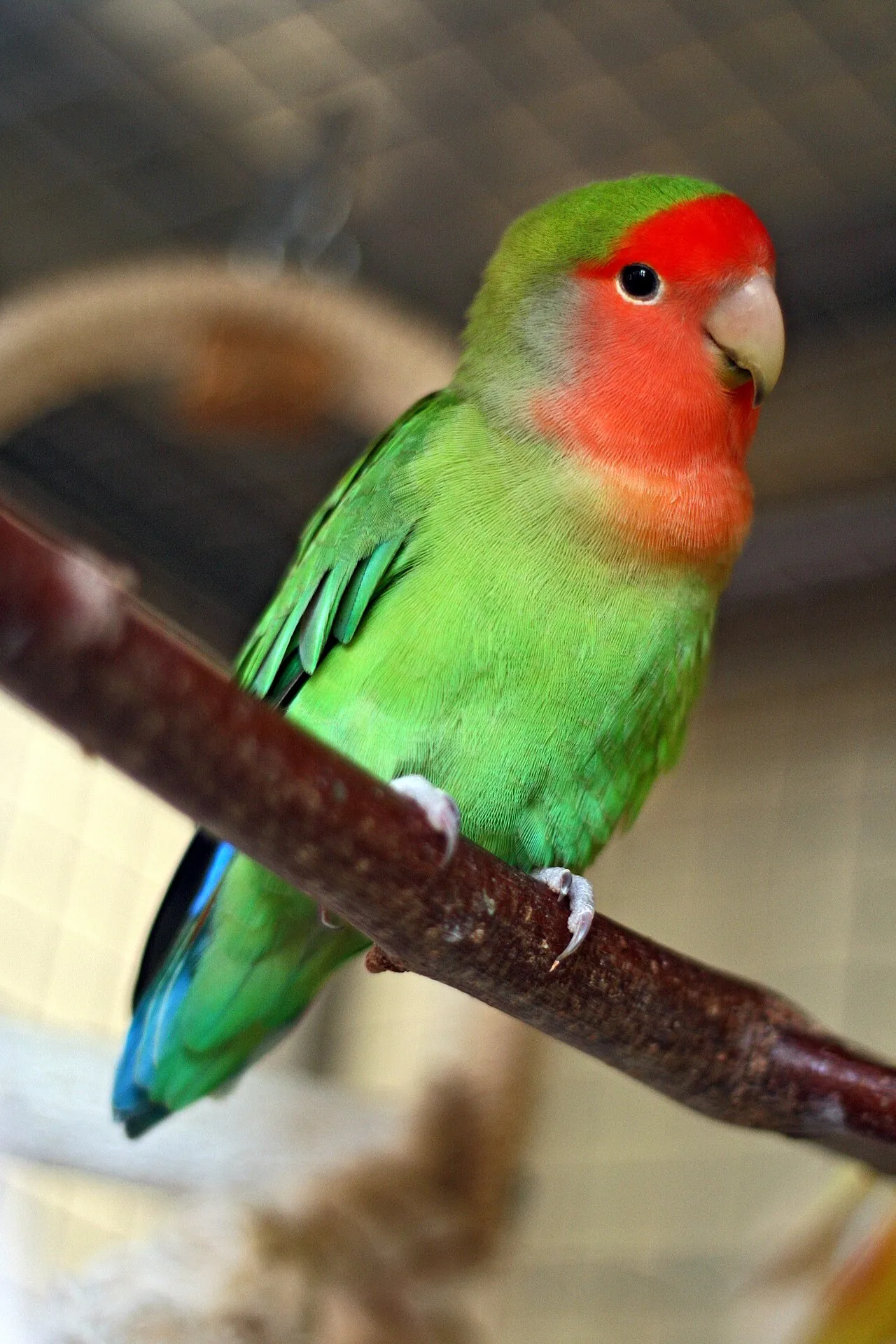 Agapornis de cara rosada posado en una rama de madera natural