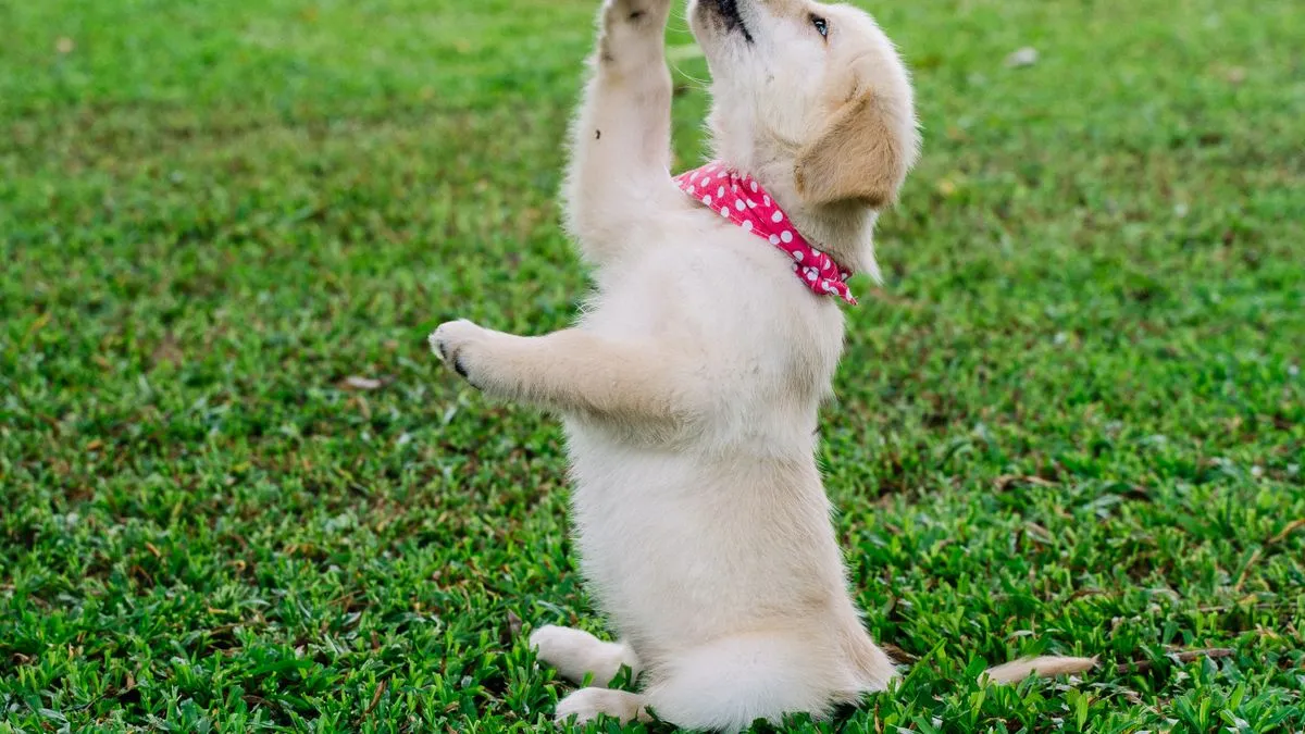 ¿Cómo educar a un cachorro? Guía para empezar bien