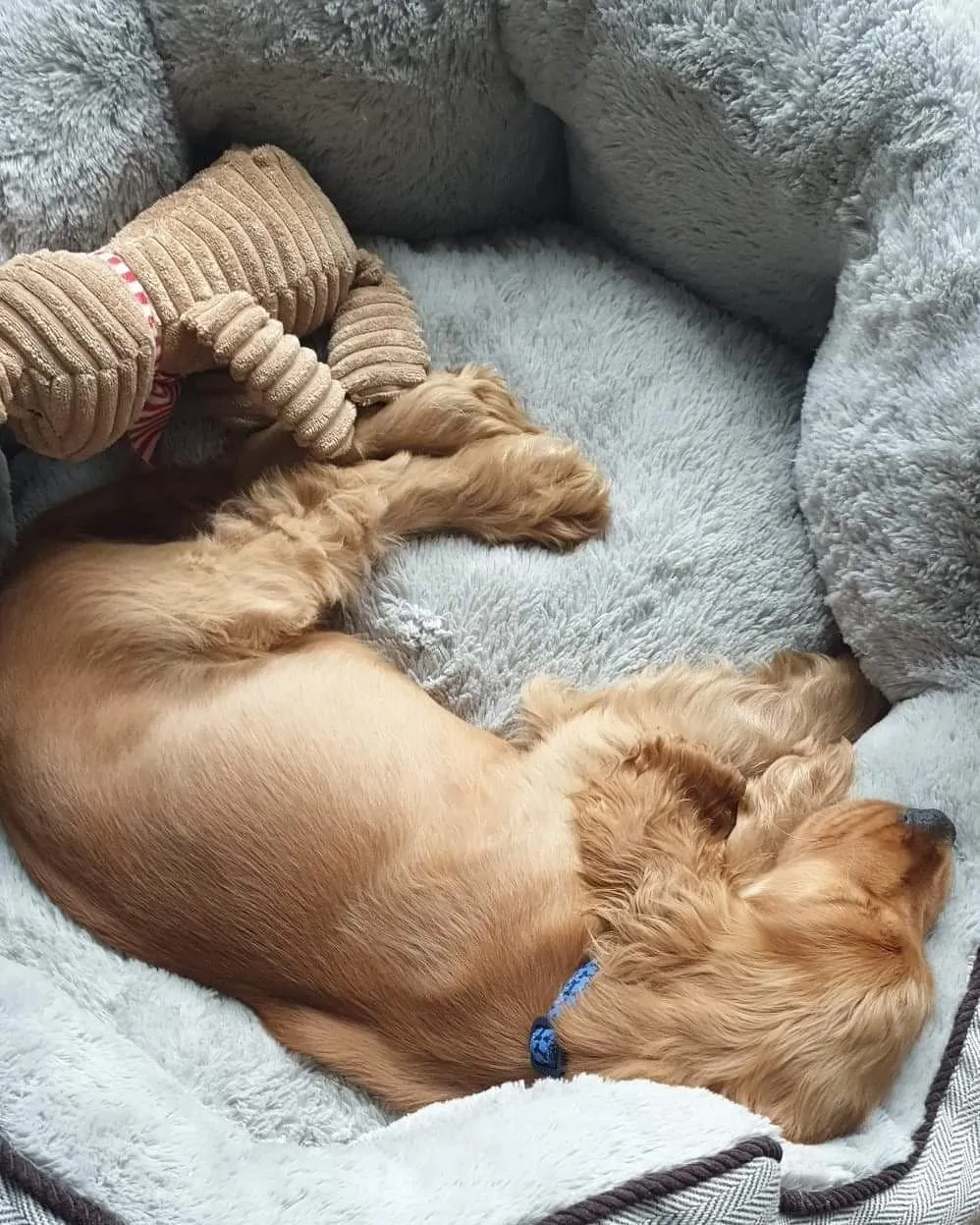Cómo elegir la cama ideal para tu perro