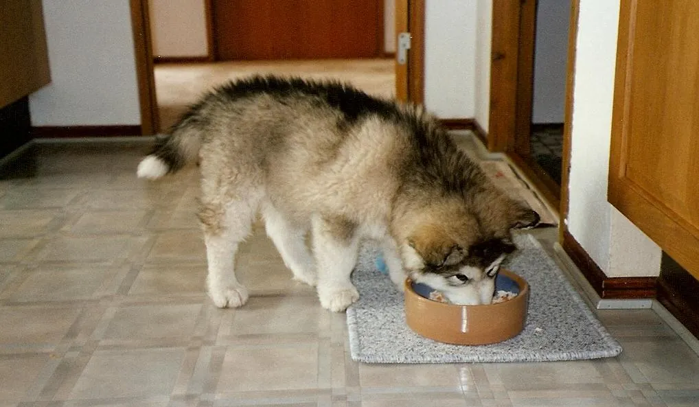 Cachorro de malamute comiendo croquetas de su tazón sobre el piso