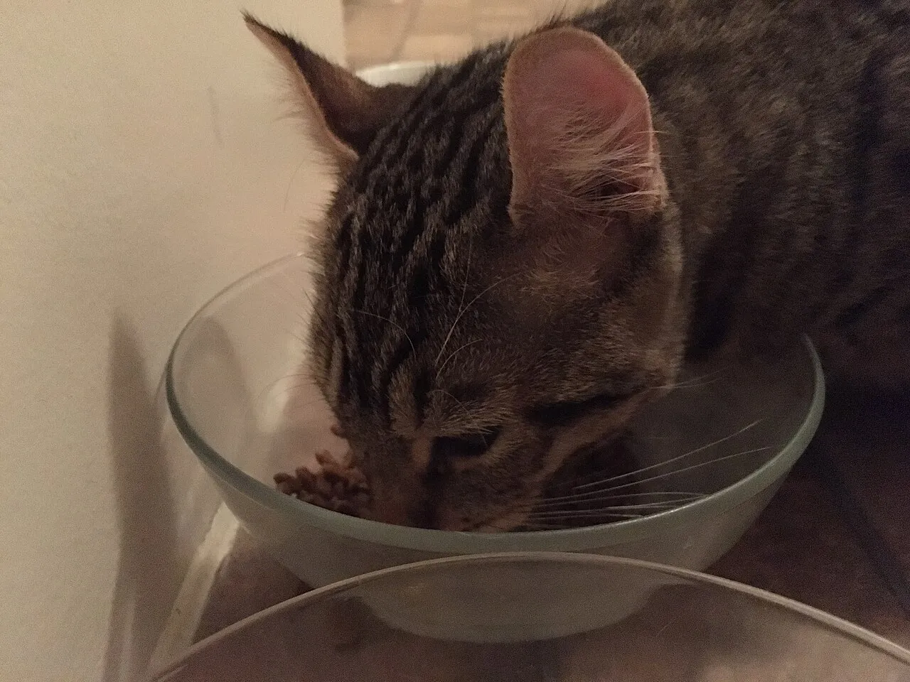 Gato atigrado comiendo croquetas secas de un tazón de vidrio en casa