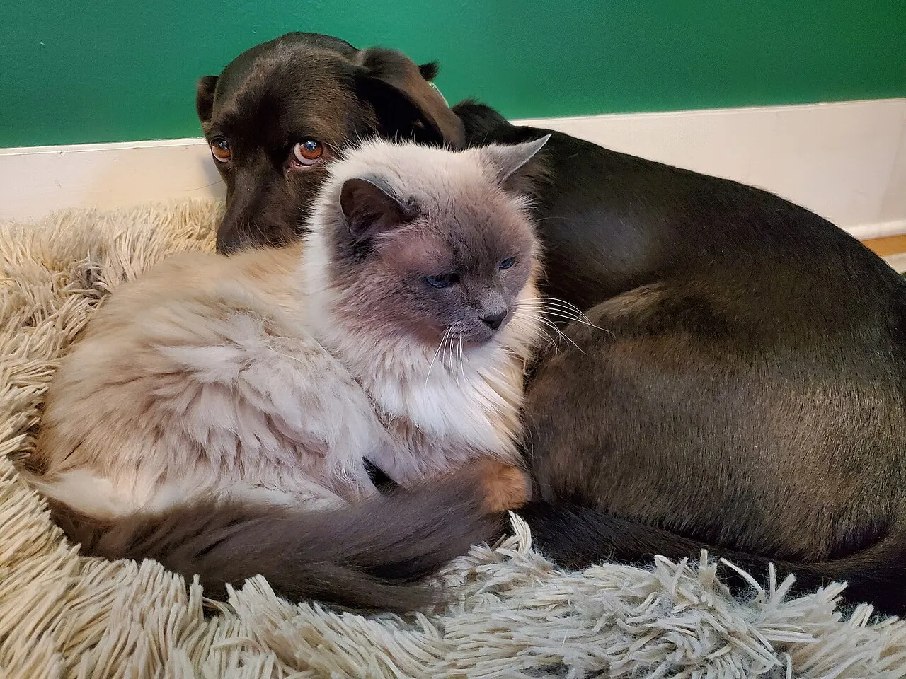 Cómo elegir la mascota ideal para ti: guía honesta antes de adoptar