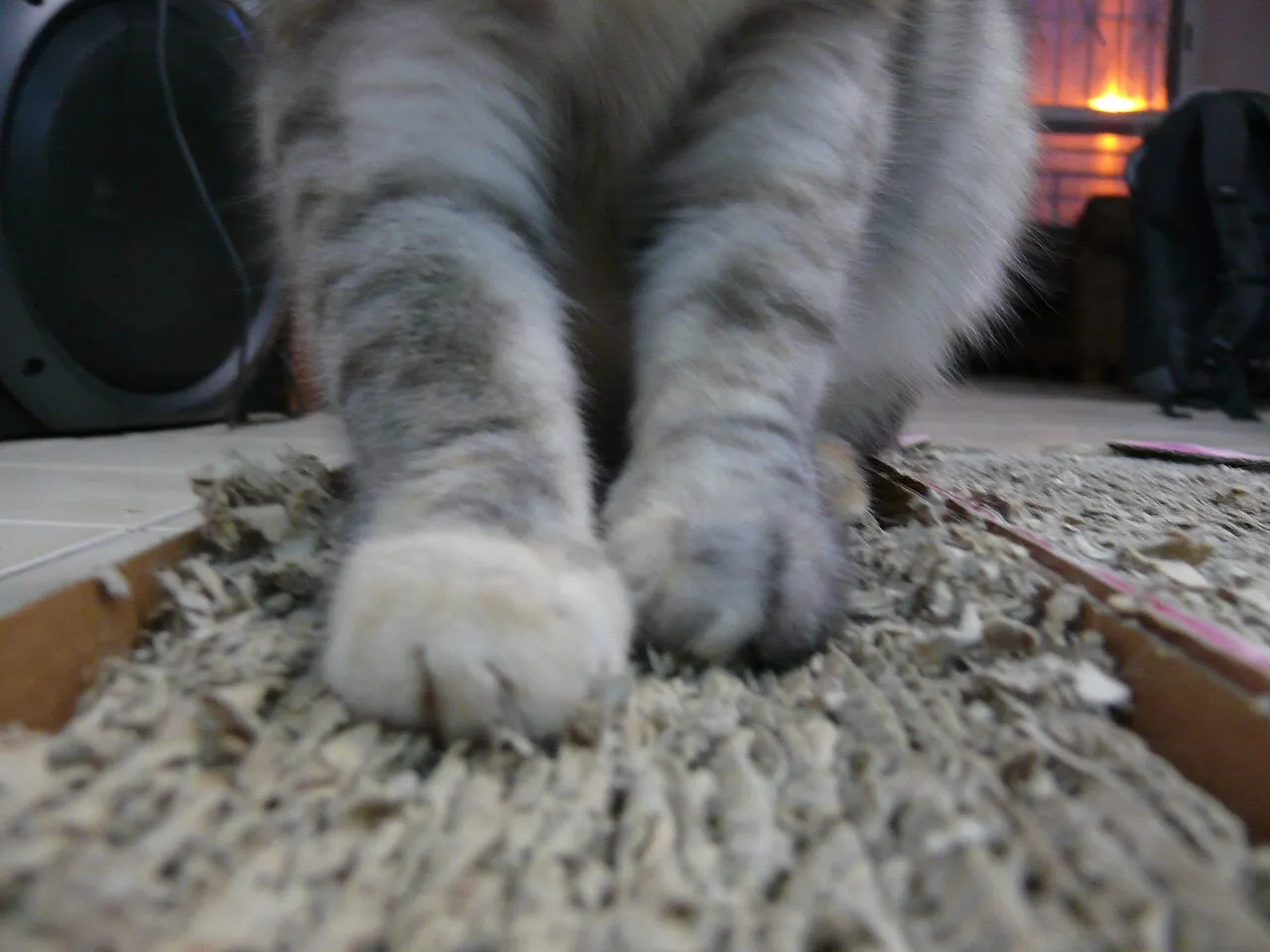 Gato de pelo gris rascando con sus patas una tabla de cartón corrugado