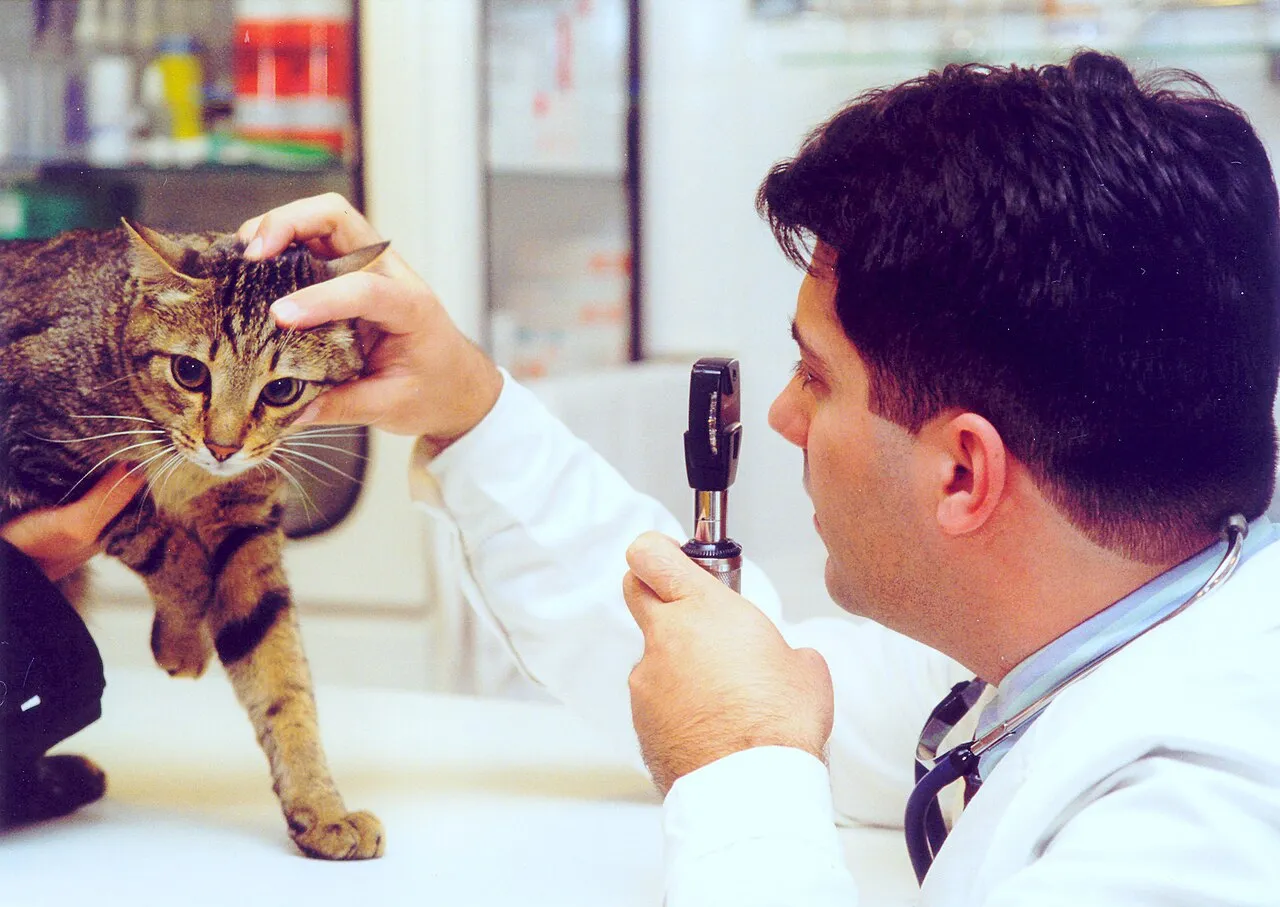 Cómo elegir veterinario: qué preguntar antes de confiarle tu mascota