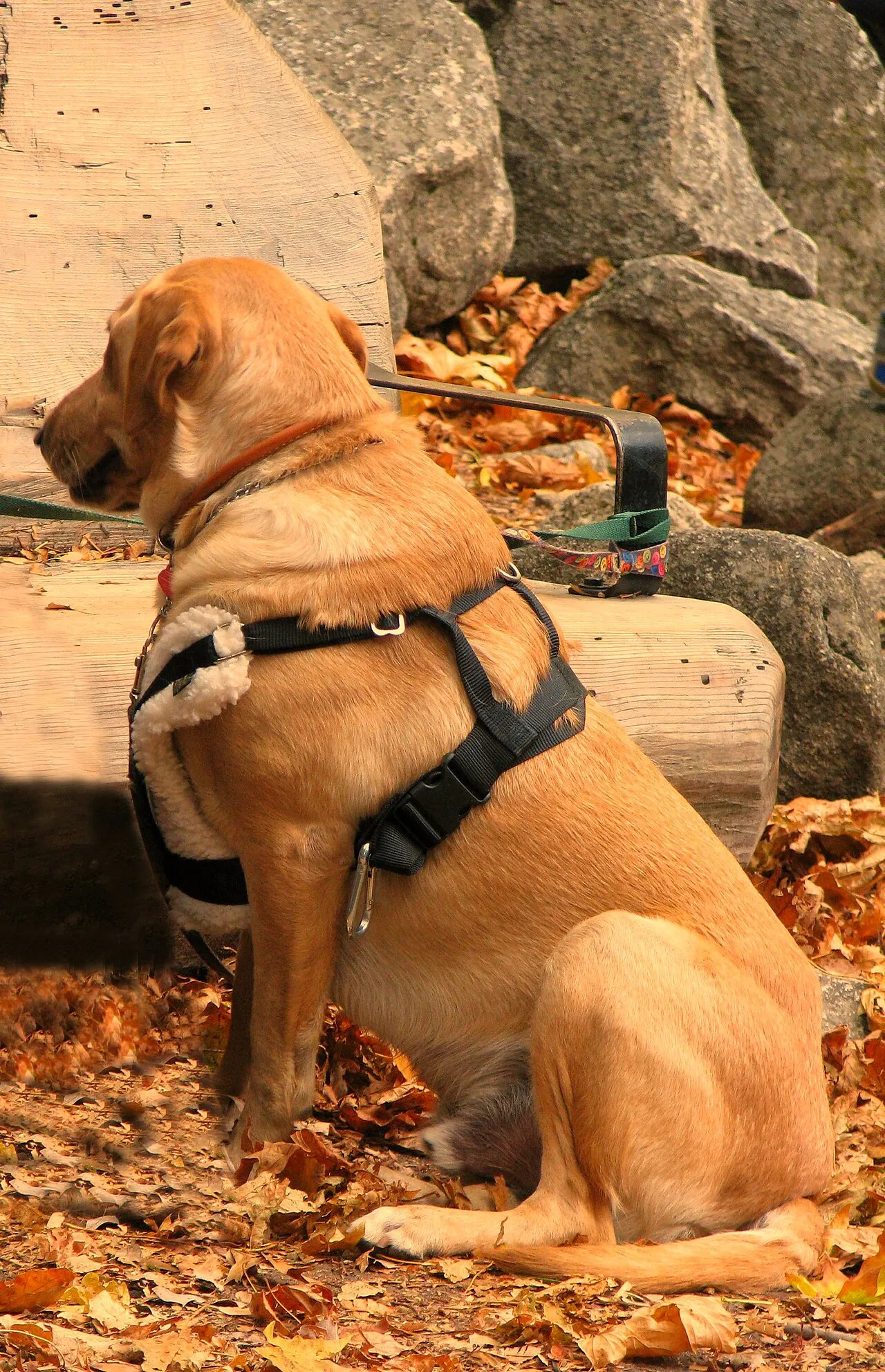 Perro labrador sentado y quieto con arnés de adiestramiento sobre hojas secas de otoño