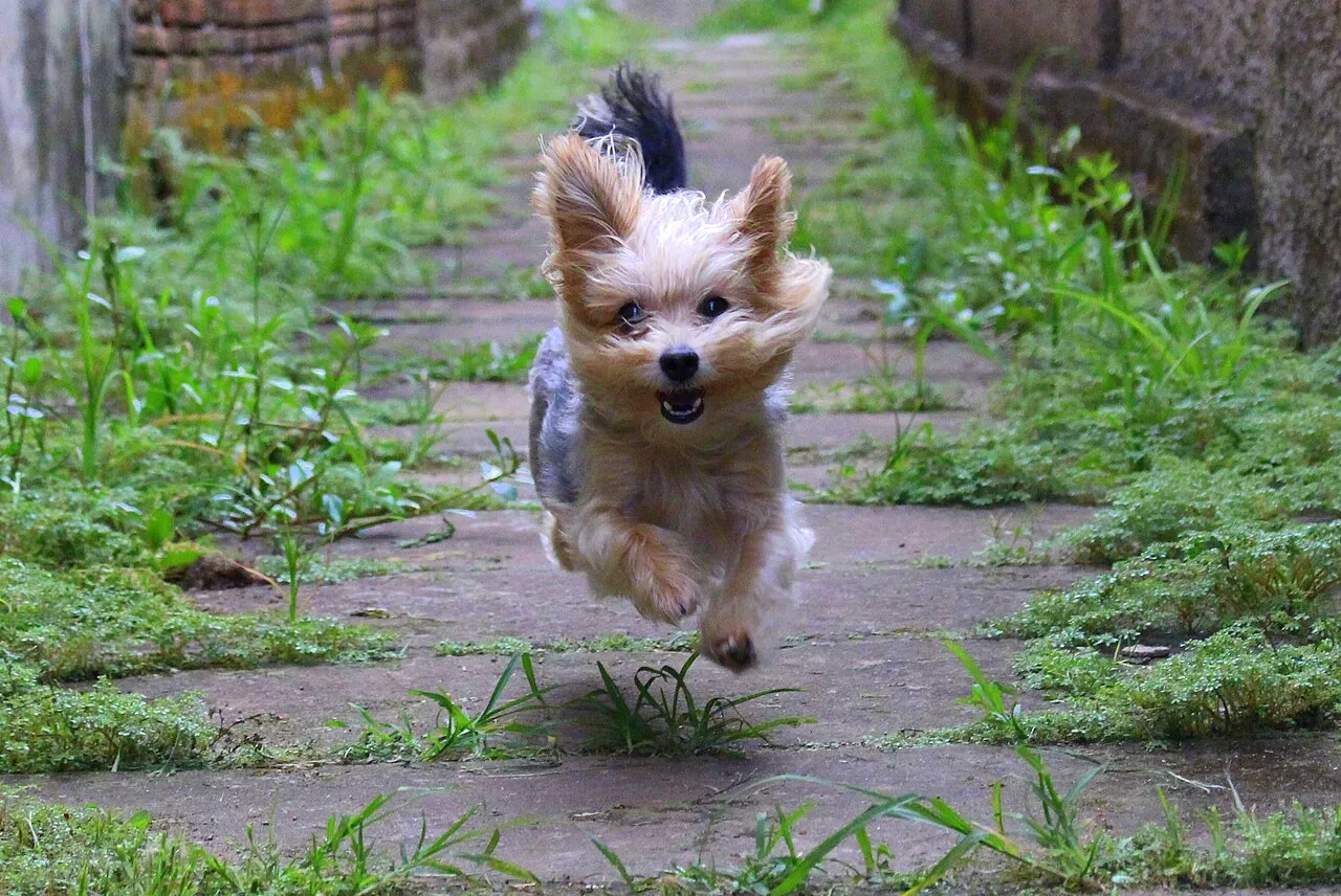 Cómo enseñar a tu perro a venir cuando lo llamas