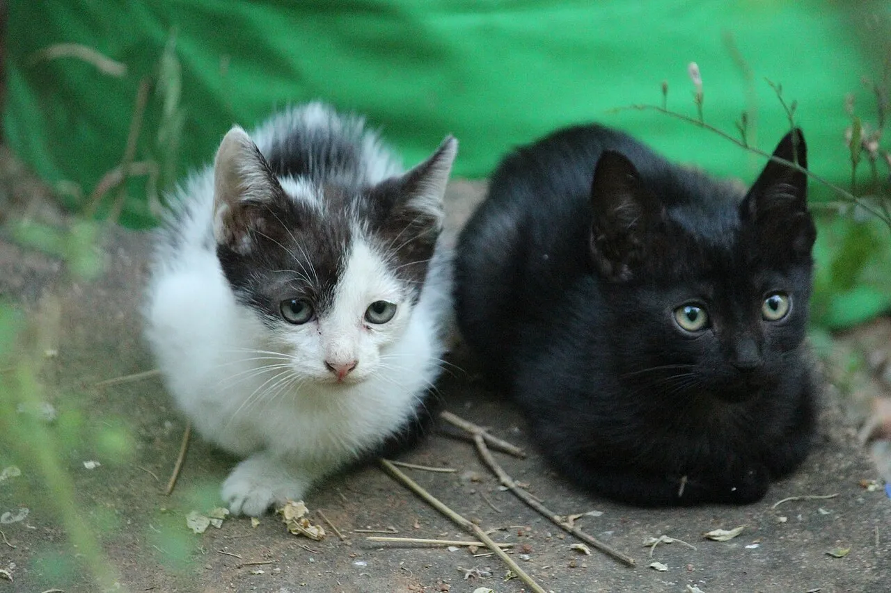 Dos gatos jóvenes juntos y tranquilos compartiendo el mismo espacio