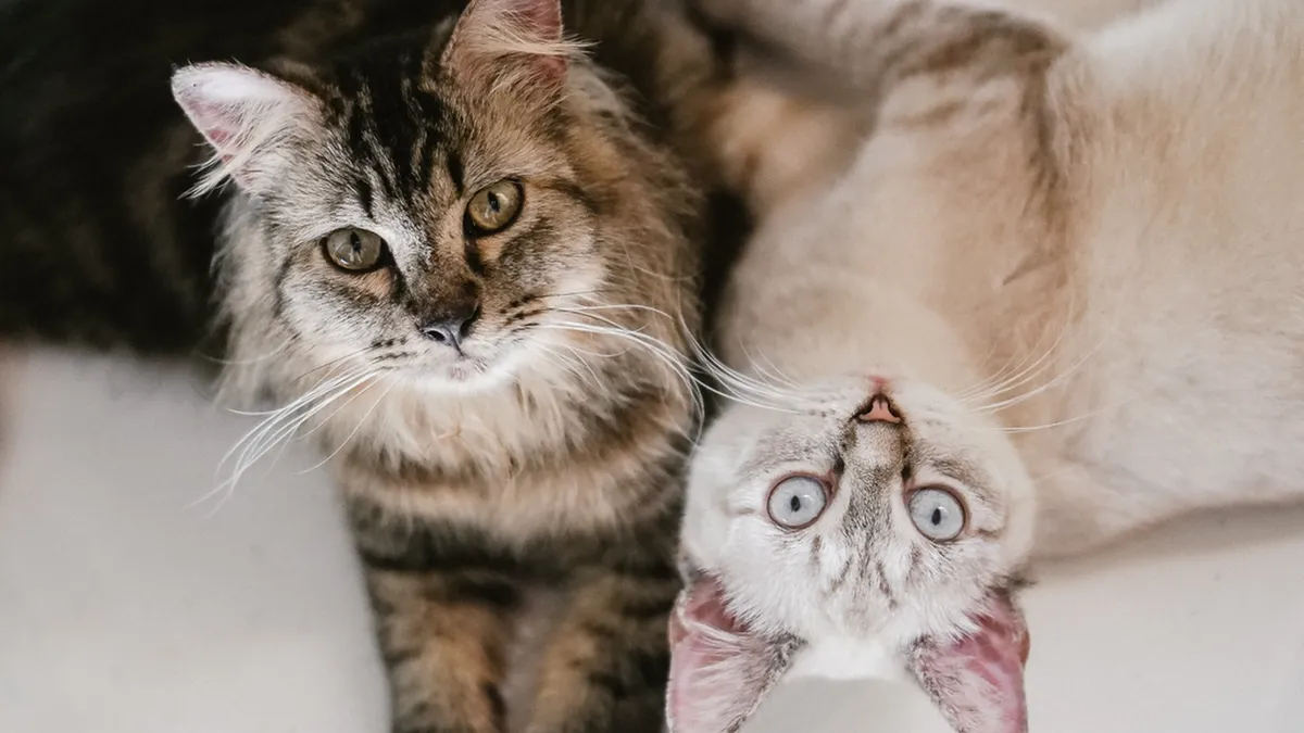 Cómo presentar dos gatos sin que peleen