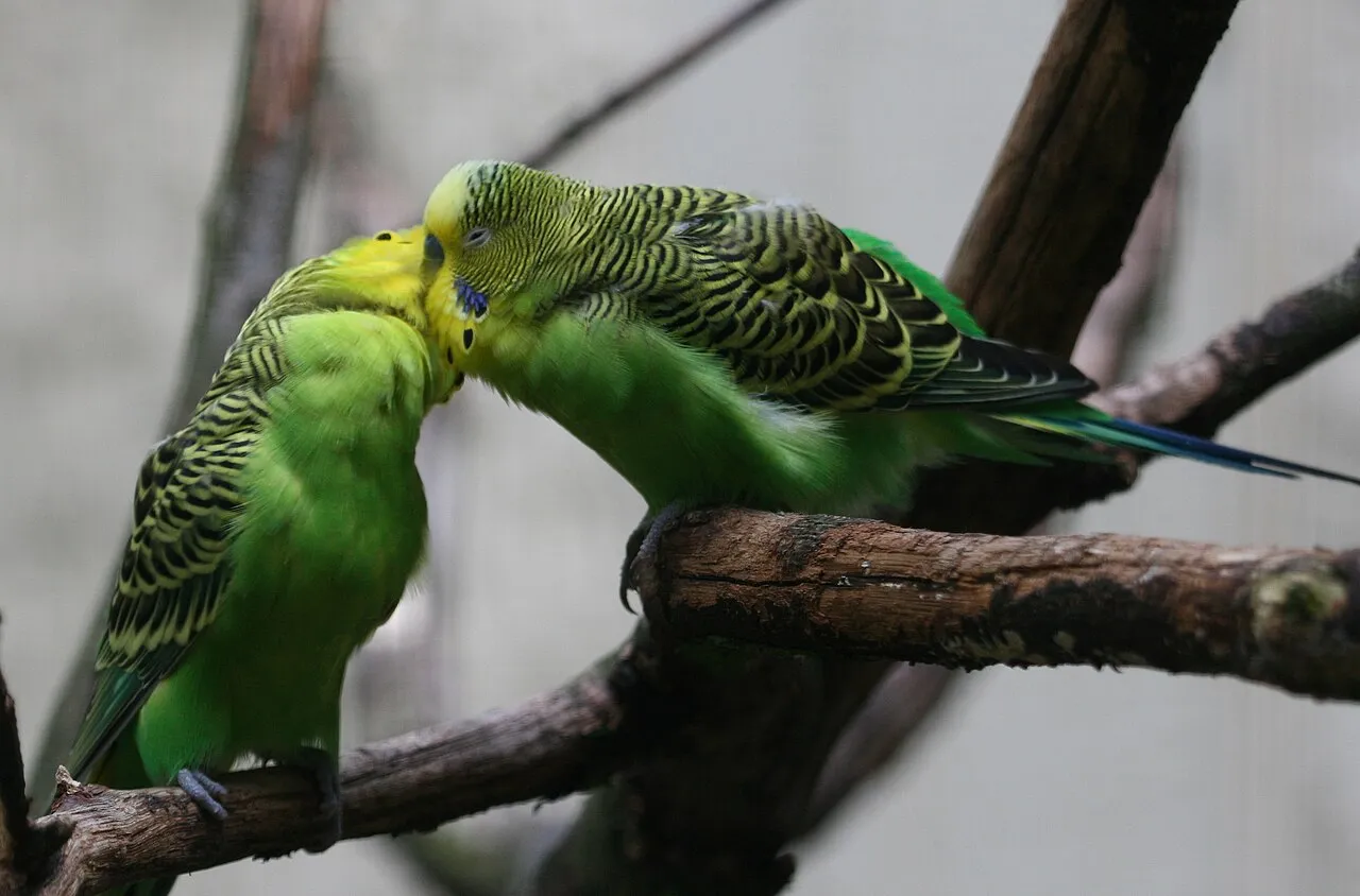 Cuidados