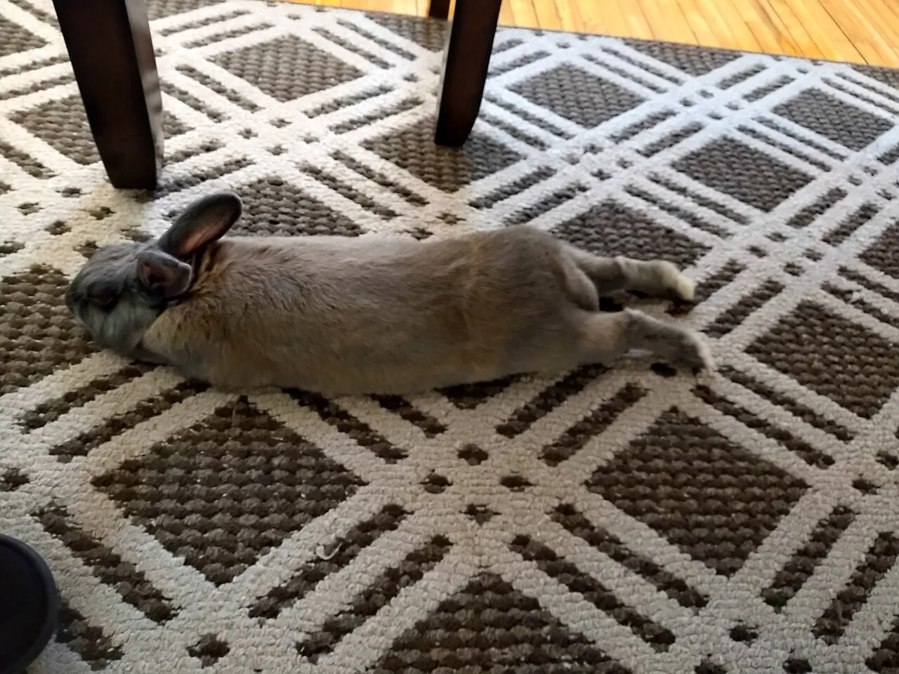 Cómo saber si mi conejo está feliz (lenguaje corporal)