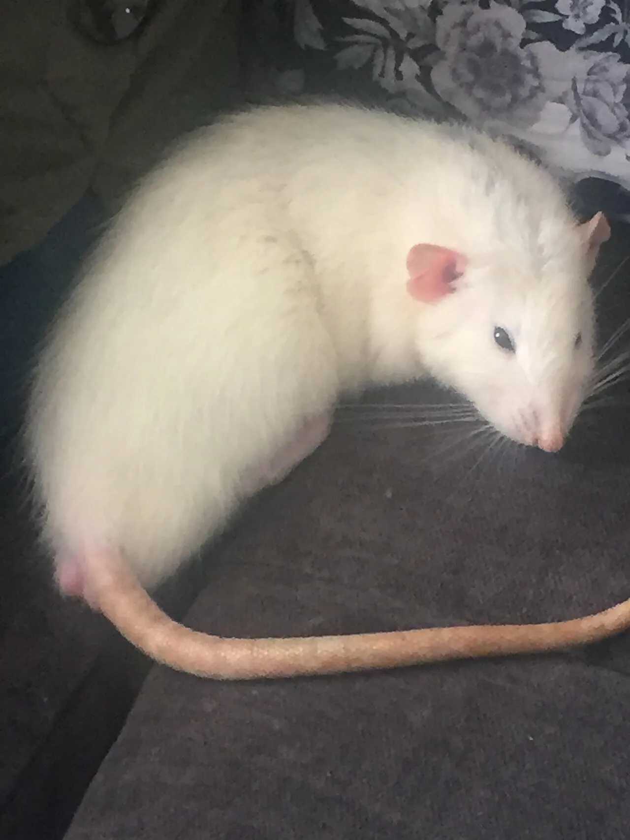 Rata doméstica de pelaje blanco descansando acurrucada con tranquilidad sobre una superficie suave
