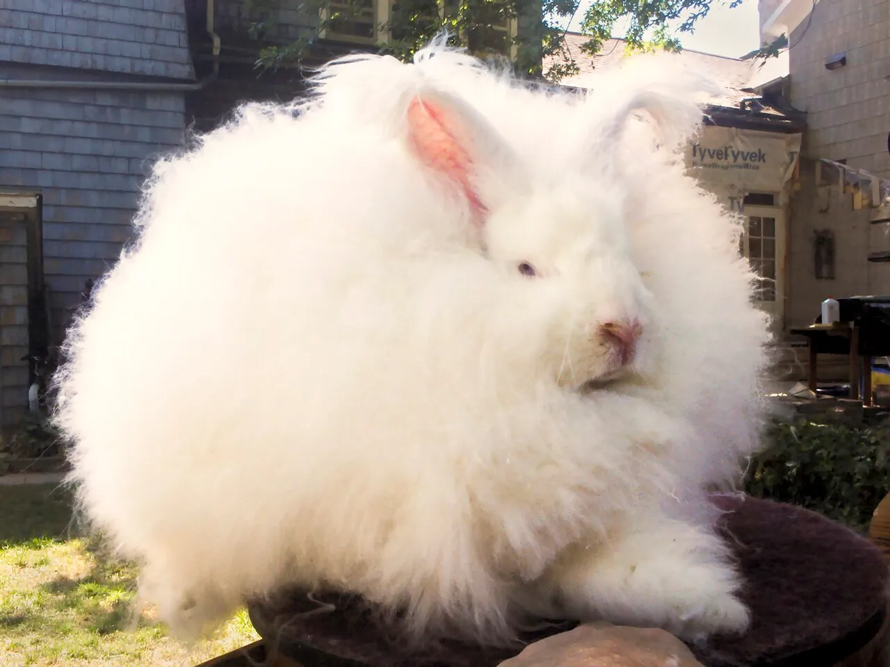 Foto de Conejo Angora
