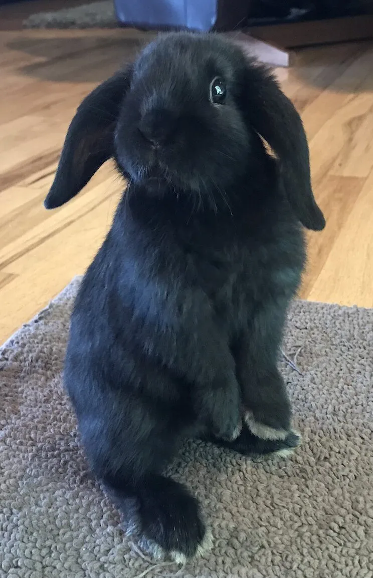 Foto de Conejo Belier