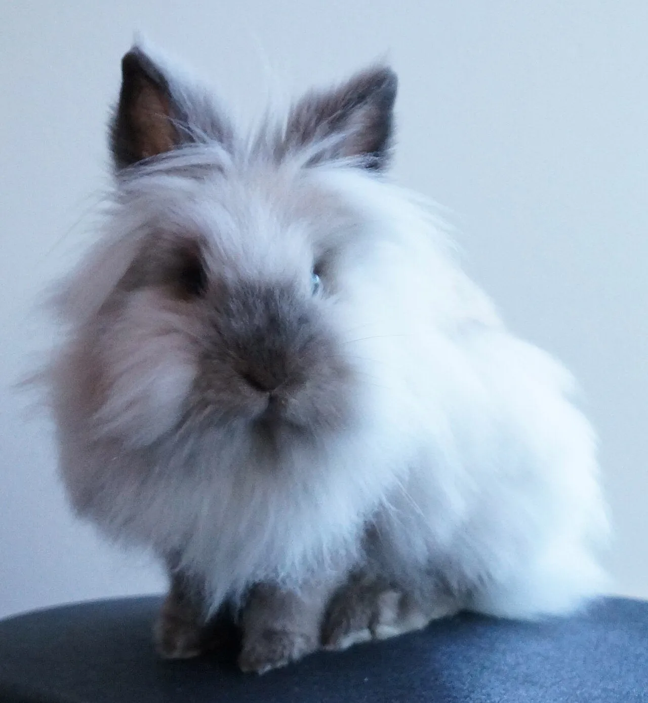 Foto de Conejo Cabeza de León