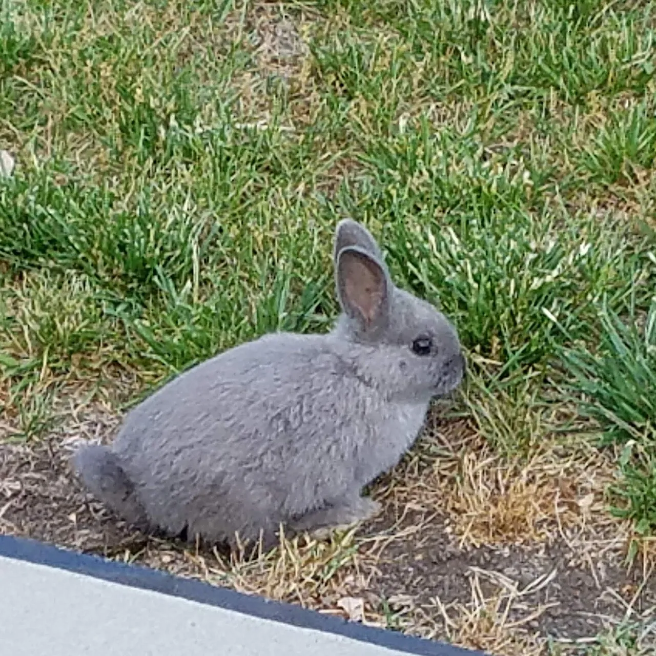 Foto de Conejo Enano de Países Bajos