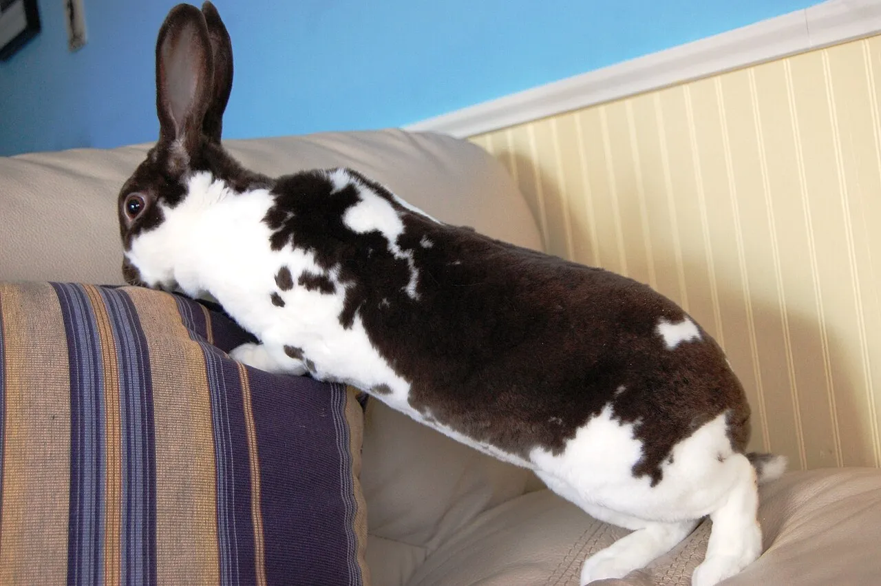 Foto de Conejo Mini Rex