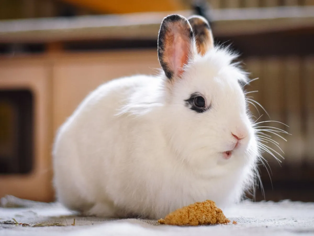 Foto de pequeño mamífero
