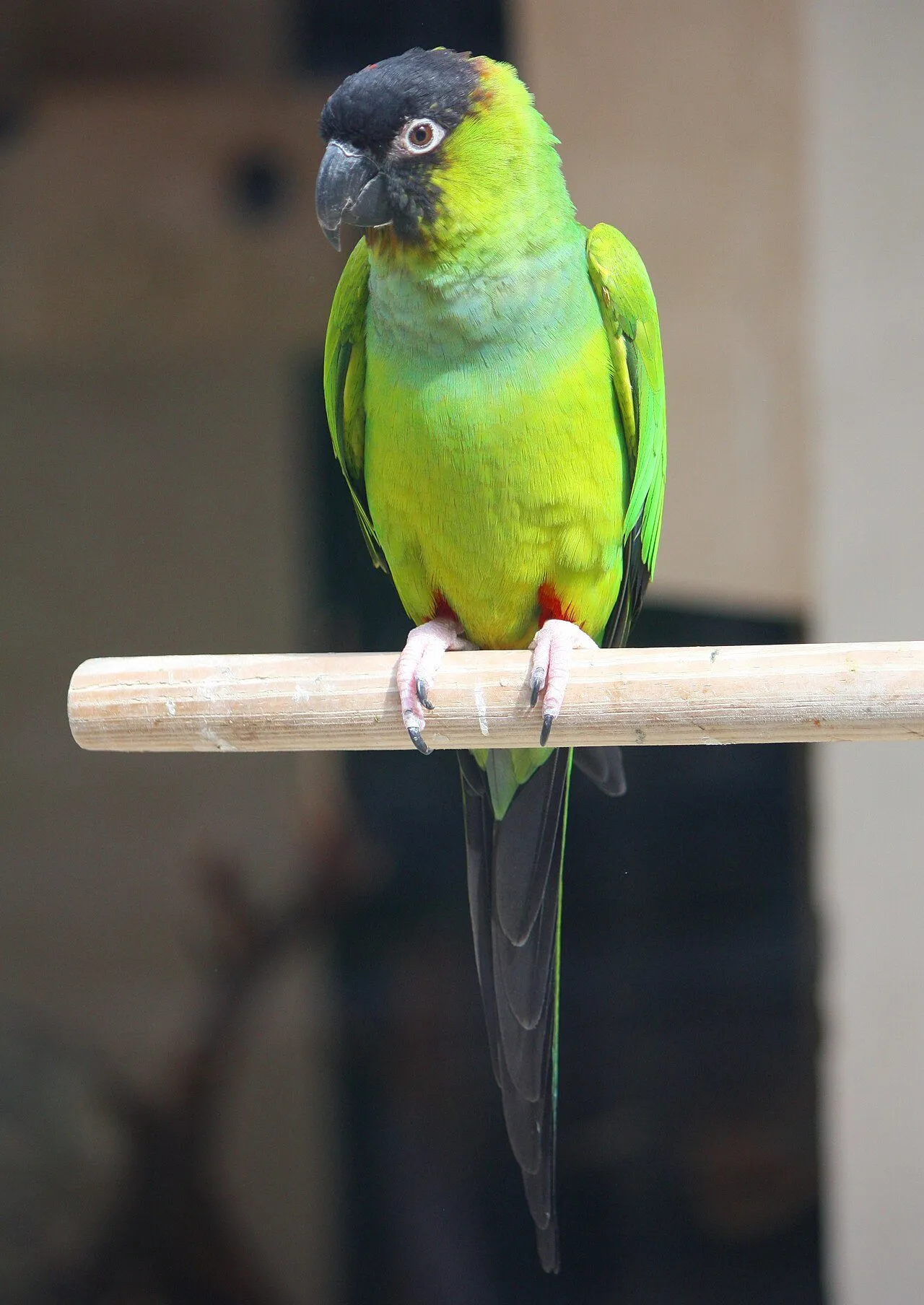 Foto de Conuro Nanday