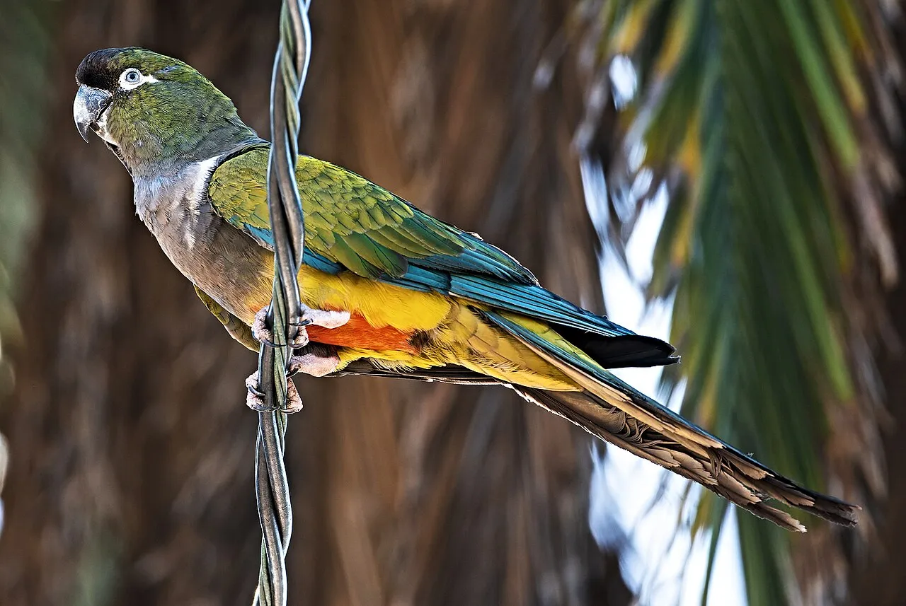 Foto de Conuro Patagónico (Loro Barranquero)