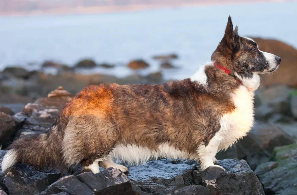 Foto de Welsh Corgi Cardigan