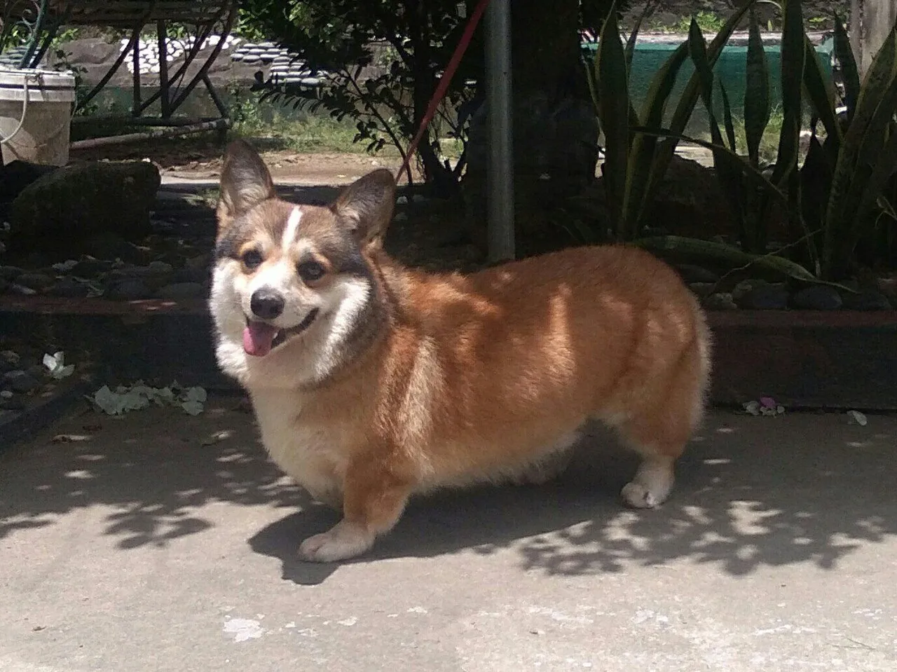 Foto de Corgi (Pembroke Welsh)