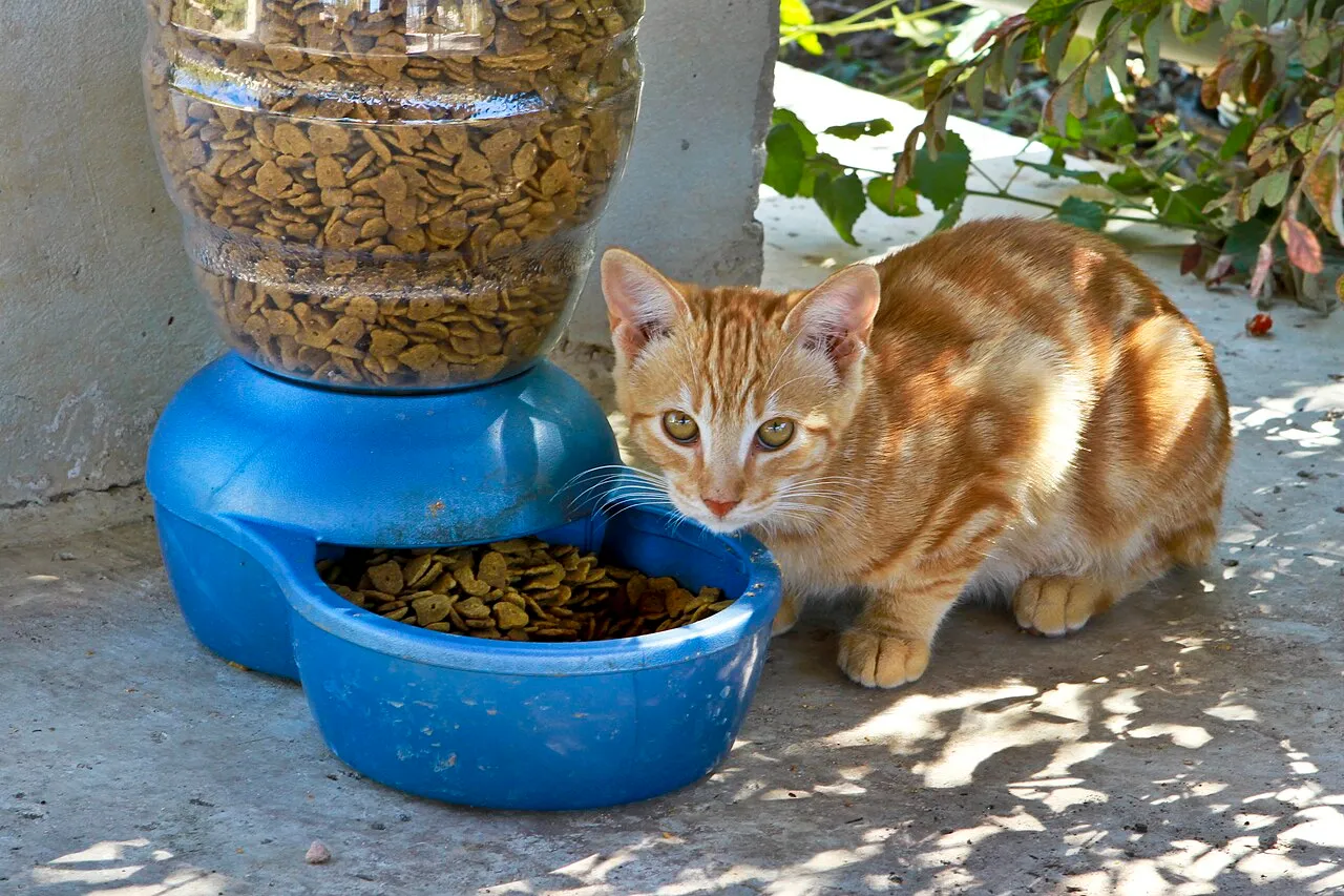 Gato naranja junto a su dispensador azul lleno de croquetas secas