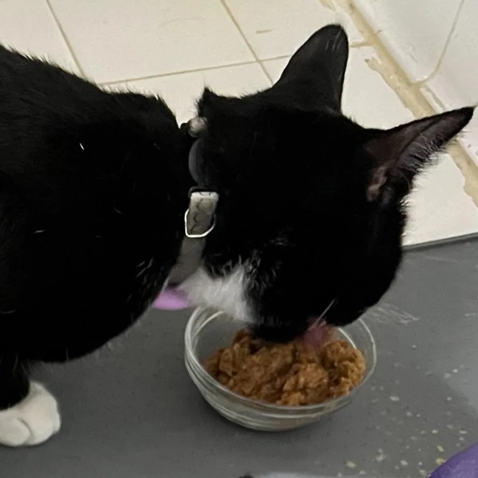 ¿Cuánta comida darle a un gato al día?