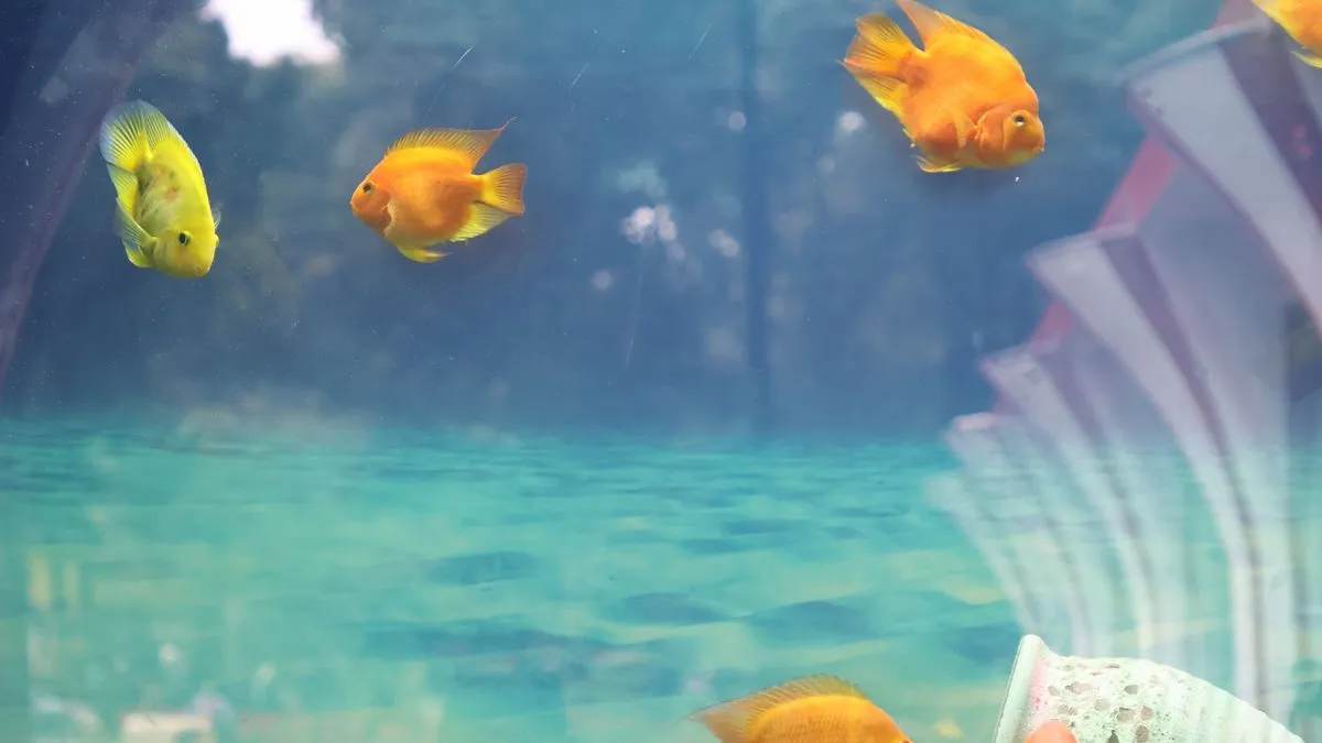 ¿Cuánto alimento dar a los peces? Evita sobrealimentar