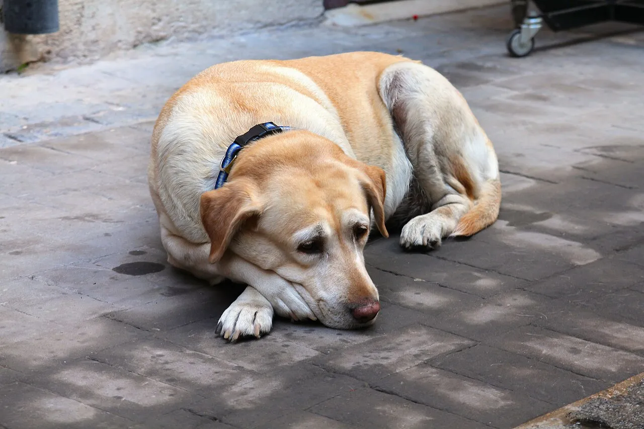 Cuidados de la mascota senior: qué cambia después de los 7 años