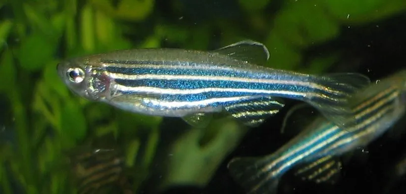 Foto de Danio Cebra