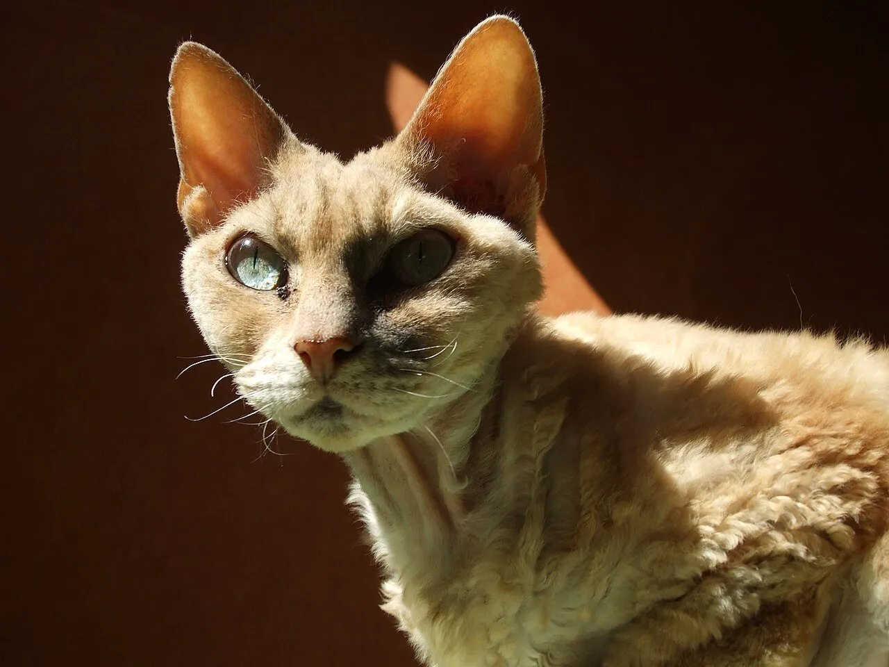 Foto de Devon Rex