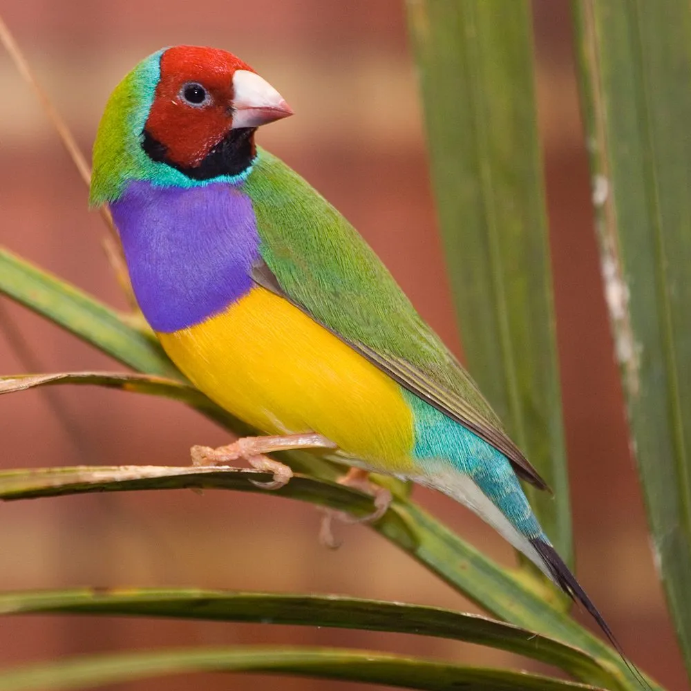 Foto de Diamante de Gould