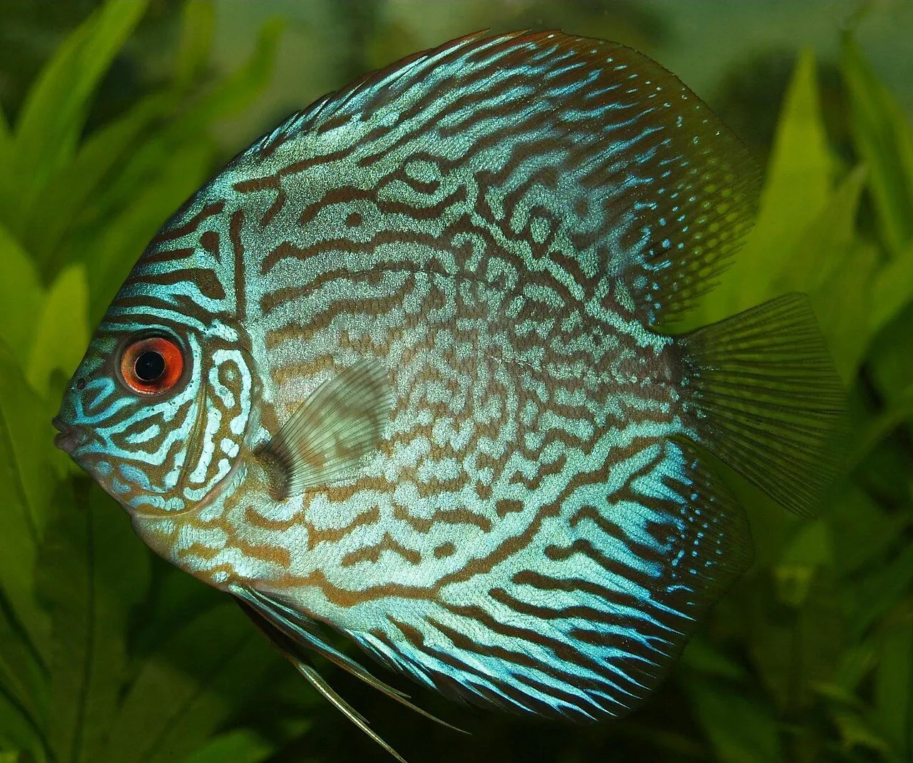Foto de Pez Disco