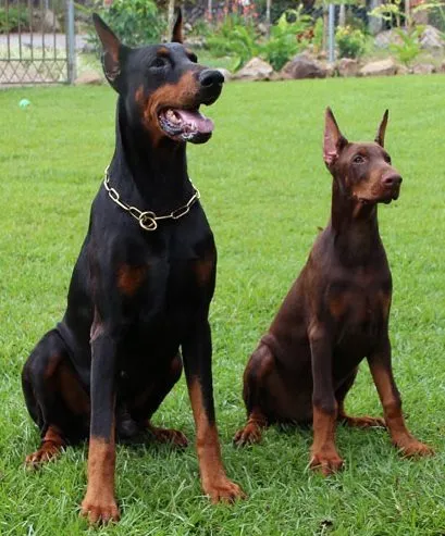 Foto de Doberman