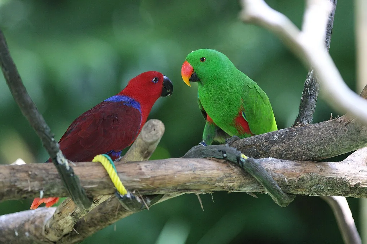 Foto de Loro Eclectus