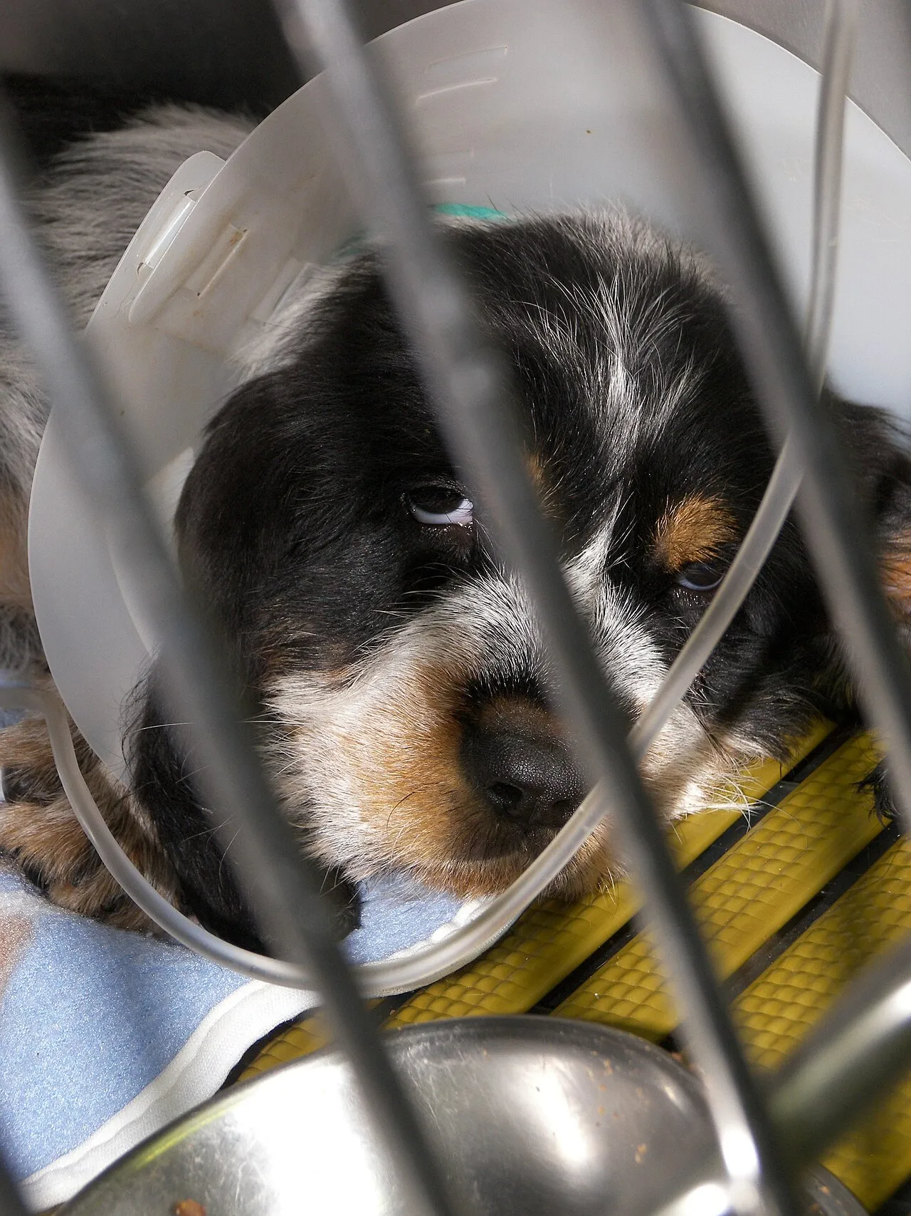 Cachorro enfermo descansando con collar isabelino en una jaula de hospital veterinario