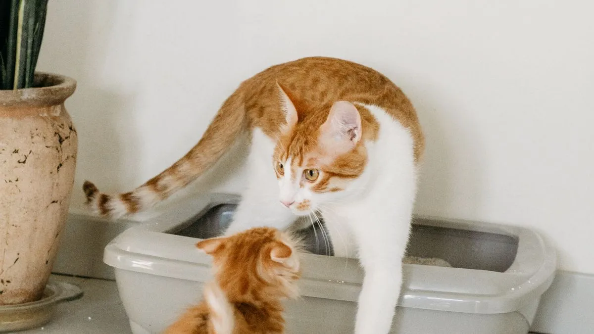 Cómo enseñar a un gato a usar el arenero