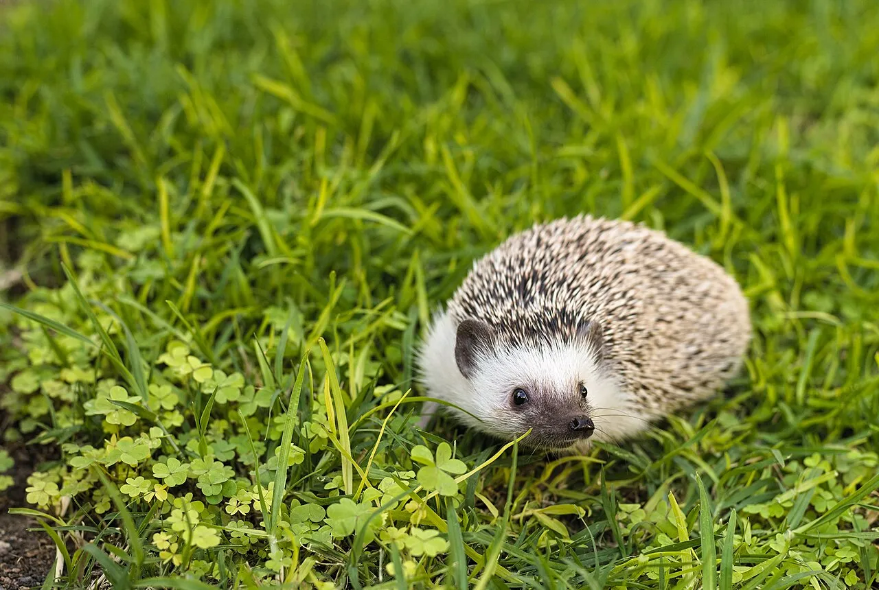 Foto de Erizo Pigmeo Africano