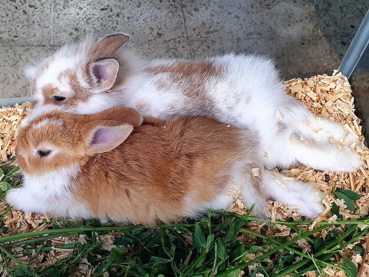 Dos conejos domésticos jóvenes descansando juntos y tranquilos sobre viruta y pasto fresco