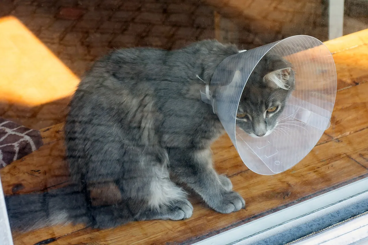 Gato gris con collar isabelino de plástico descansando durante su recuperación posoperatoria