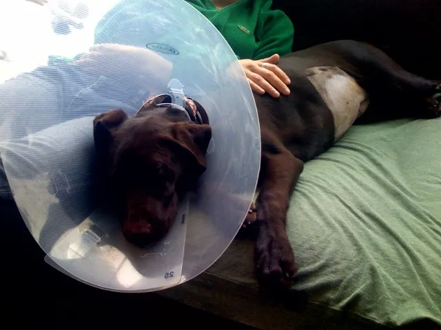 Perro con collar isabelino descansa recuperándose tras una cirugía de esterilización